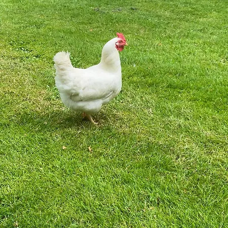 Rooghaun House Ard Raithin